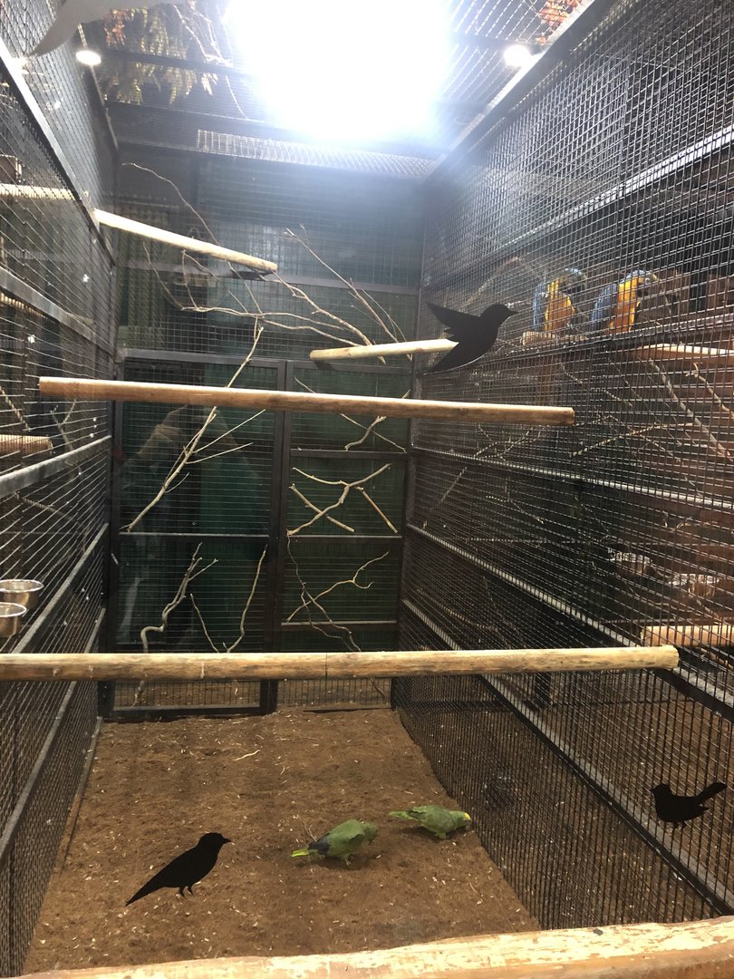 Yellow Crowned (?) Amazons at ViaSea Aquarium