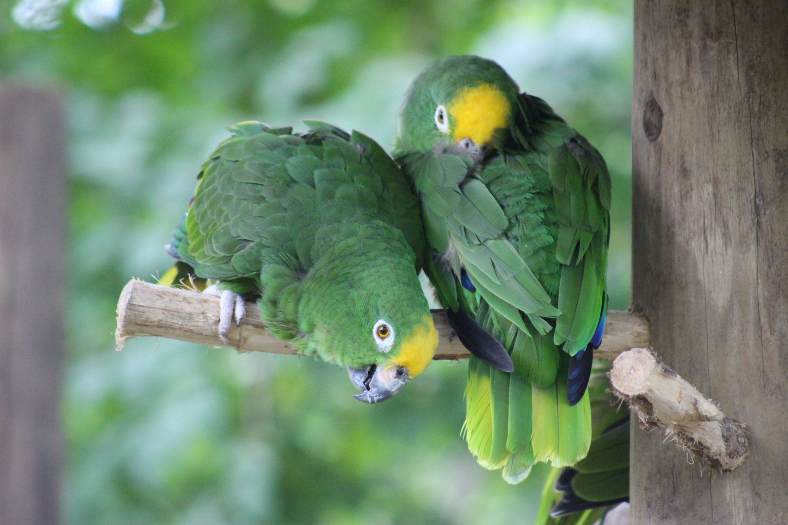 Yellow-crowned Amazons