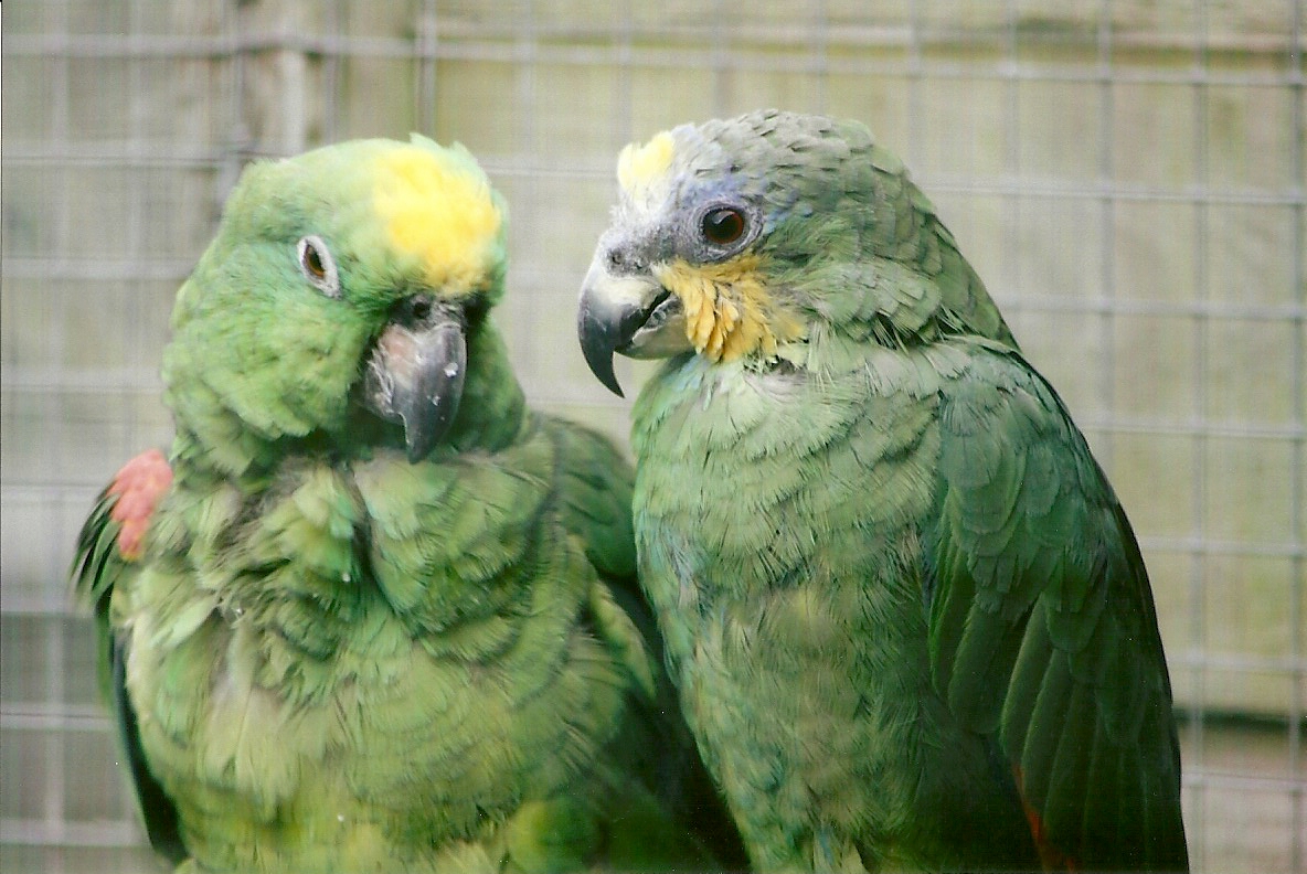 Yellow-crowned and Orange-winged Amazons 11th September 2012