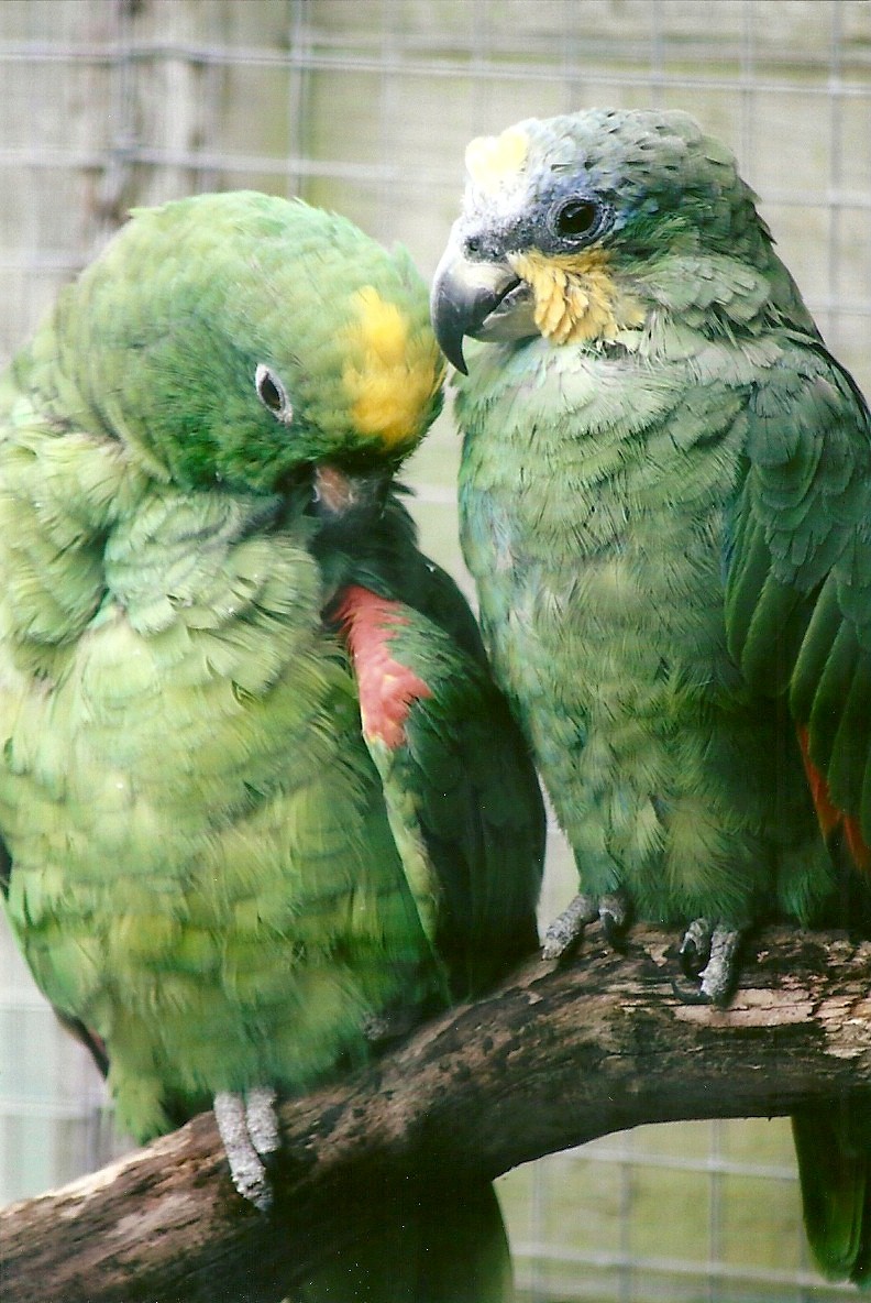 Yellow-crowned and Orange-winged Amazons 11th September 2012