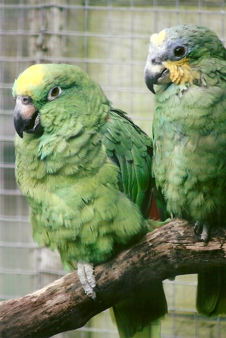 Yellow-crowned and Orange-winged Amazons 11th September 2012