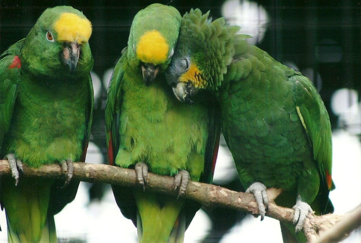 Yellow-crowned and Orange-winged Amazons 21st May 2013