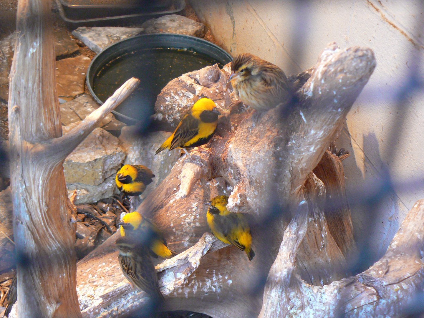 Yellow-crowned Bishop - 11 March 2018