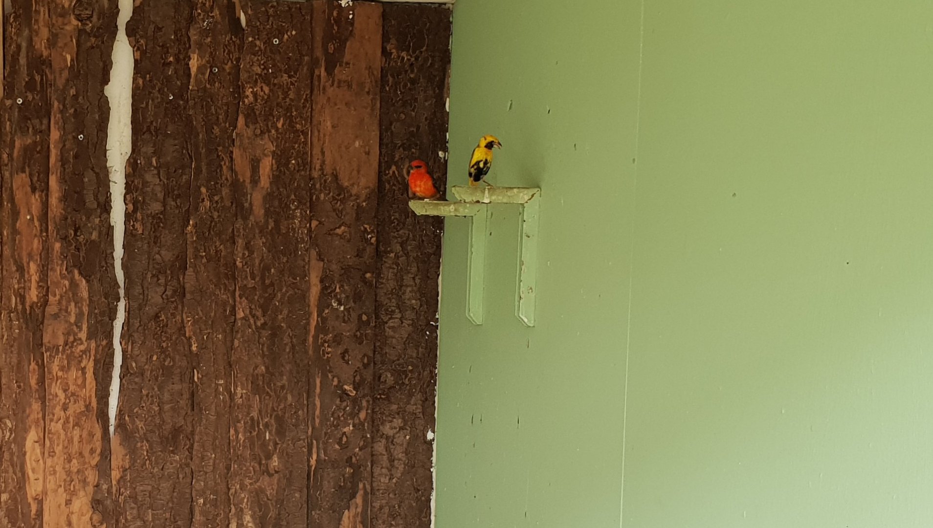 Yellow-crowned bishop and Madagascar fody