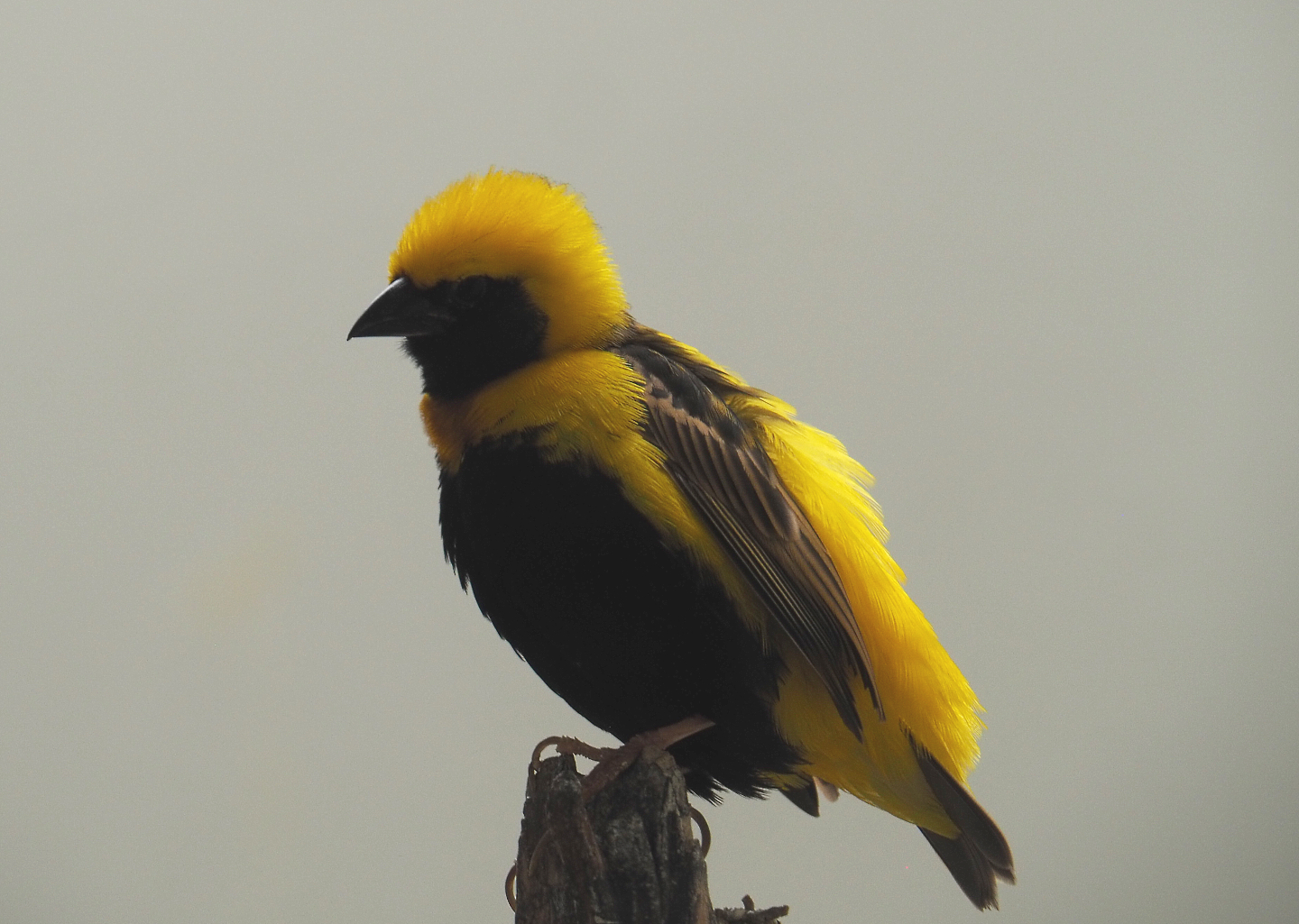 Yellow-crowned bishop (Euplectes afer), 2020-09-20