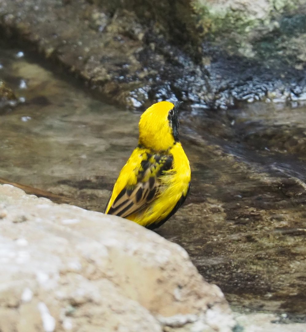 Yellow-crowned bishop (Euplectes afer), 2021-06-12
