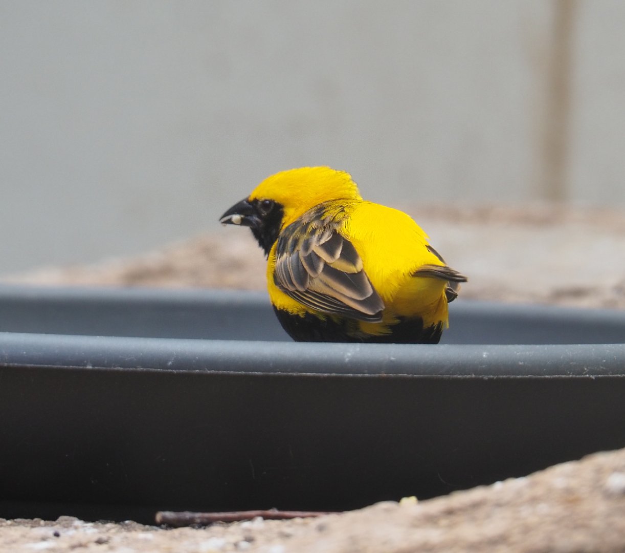 Yellow-crowned bishop (Euplectes afer), 2022-05-26