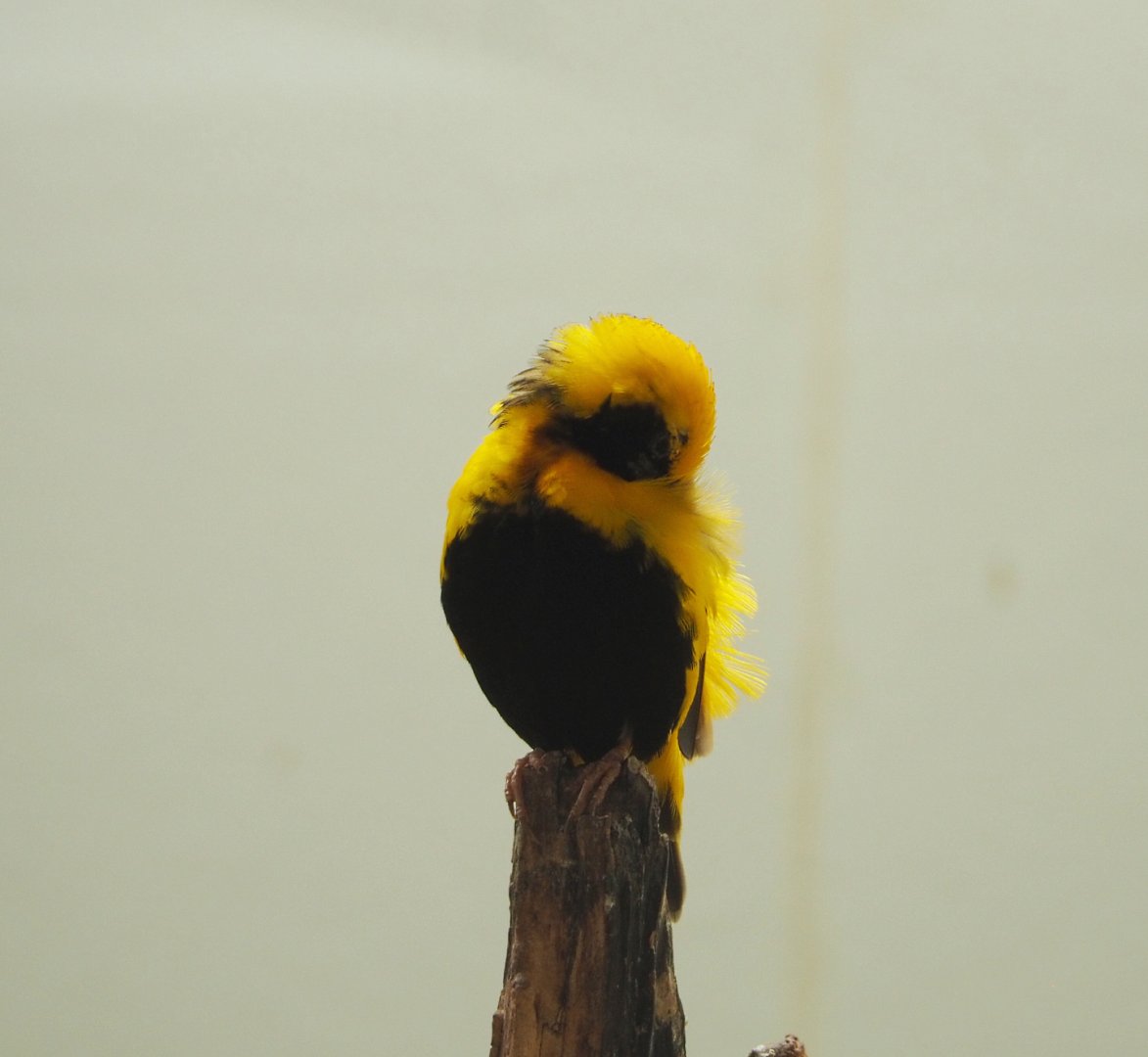 Yellow-crowned bishop (Euplectes afer), 2022-05-26
