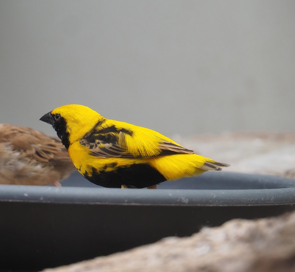 Yellow-crowned bishop (Euplectes afer), 2022-08-16