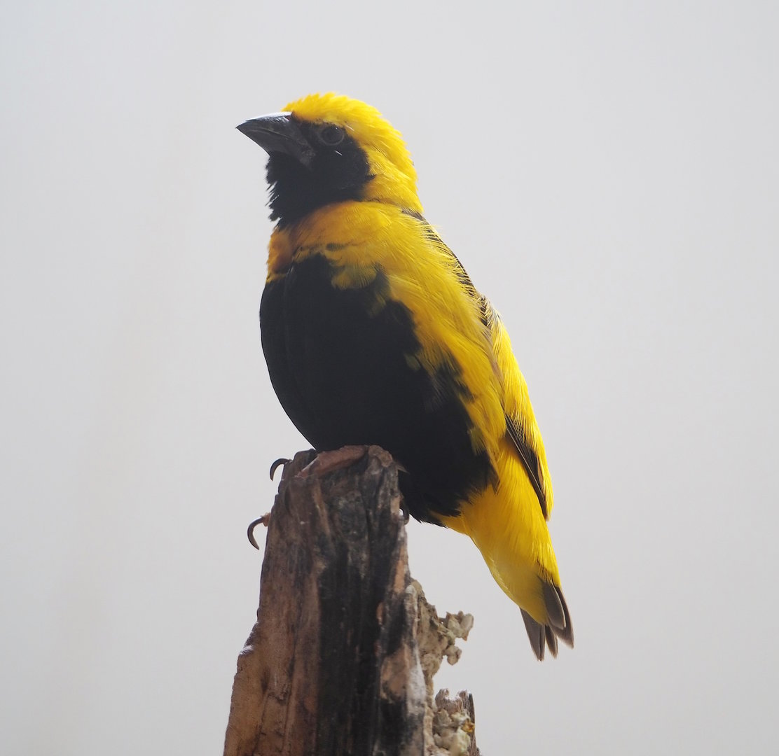 Yellow-crowned bishop (Euplectes afer), 2022-09-04