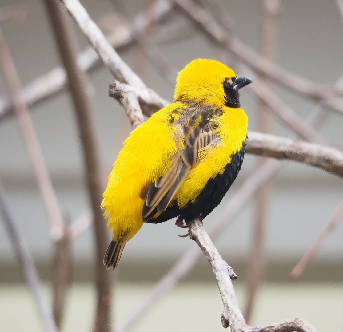 Yellow-crowned bishop (Euplectes afer), 2023-07-22