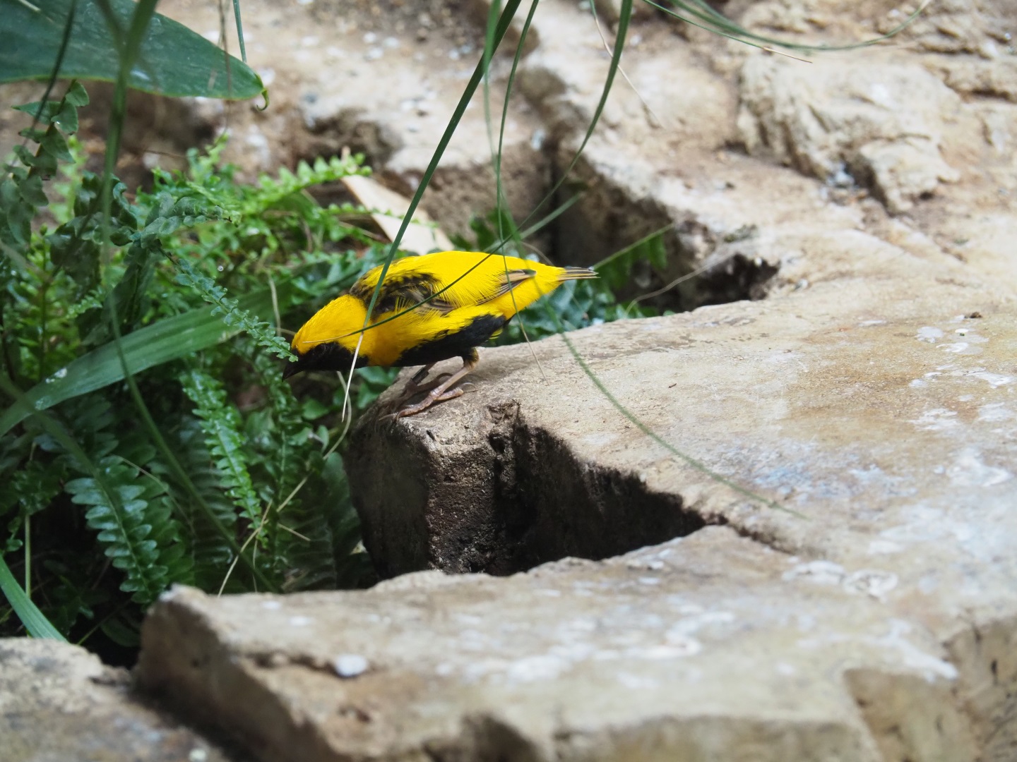 Yellow-crowned bishop (Euplectes afer)