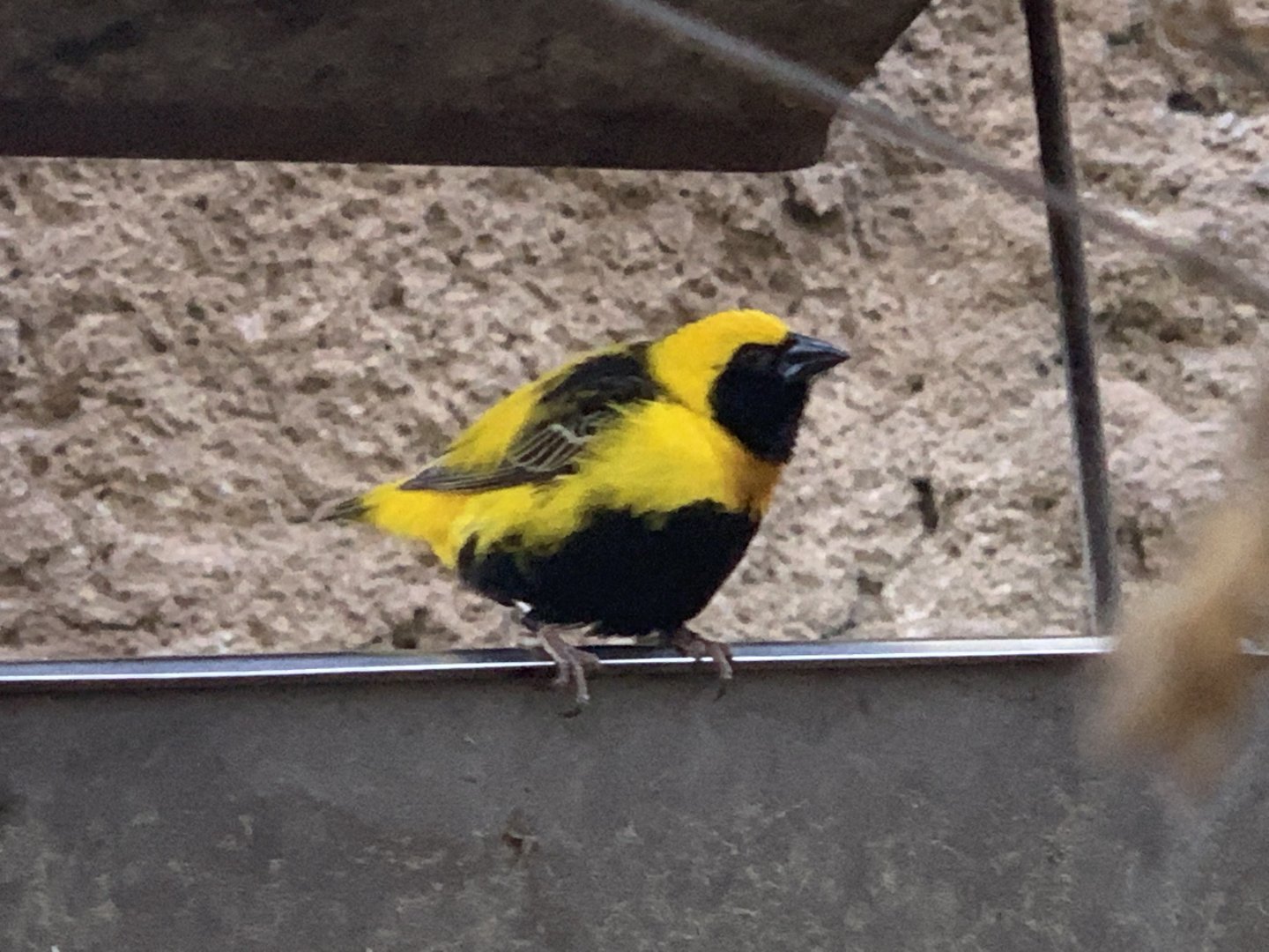 Yellow-Crowned Bishop (Euplectes afer)