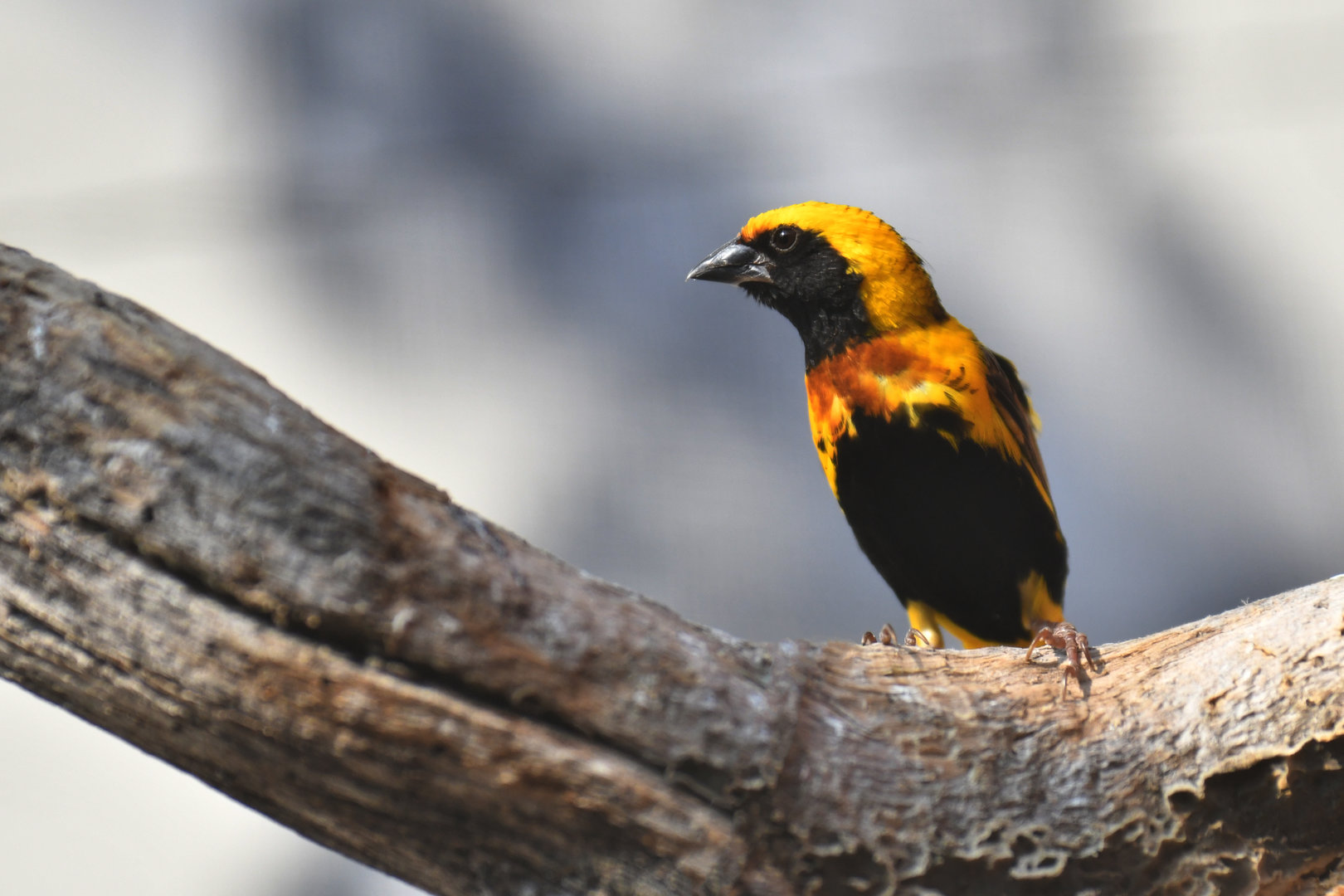 Yellow-crowned Bishop Euplectes afer