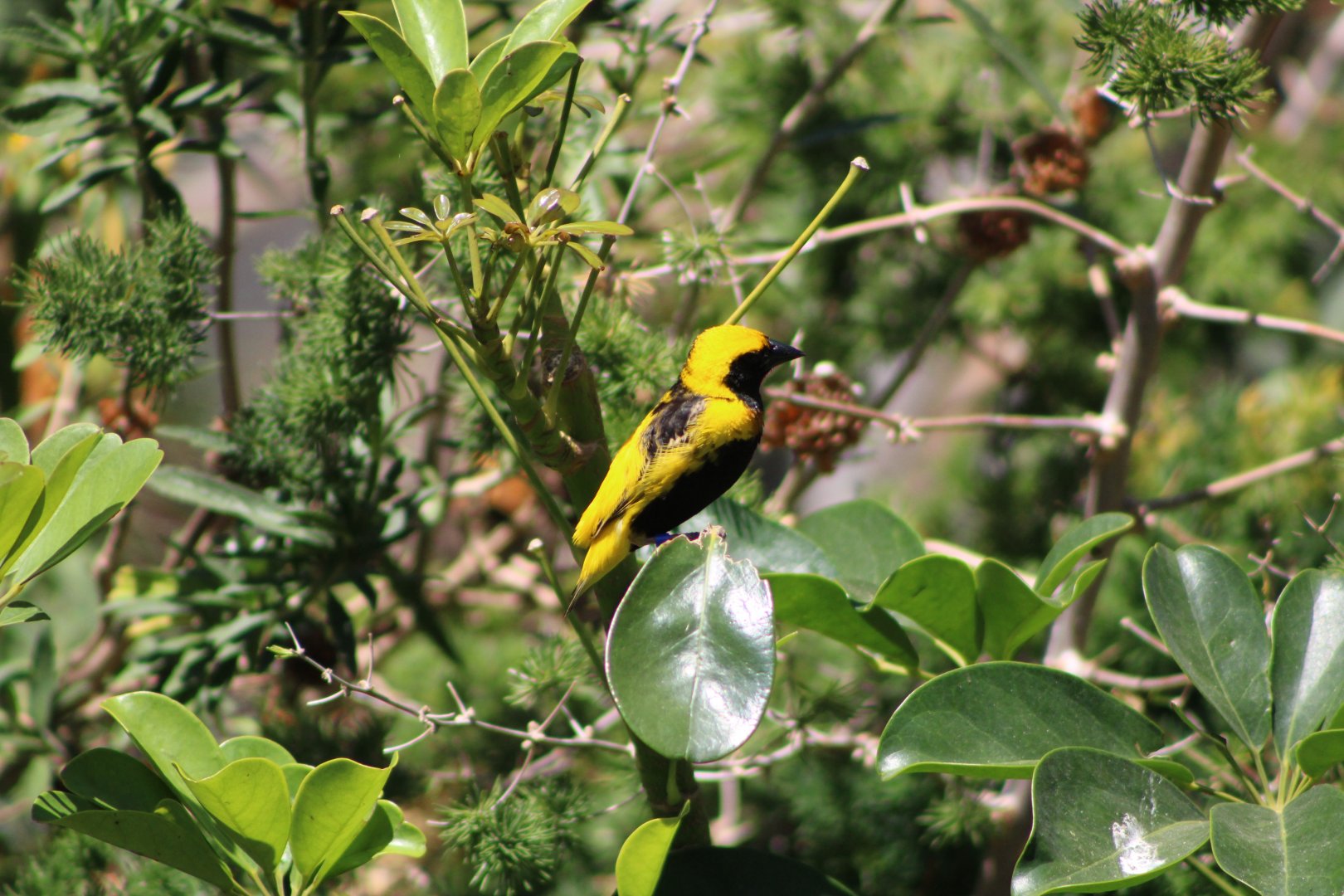 Yellow-Crowned Bishop (Euplectes afer)