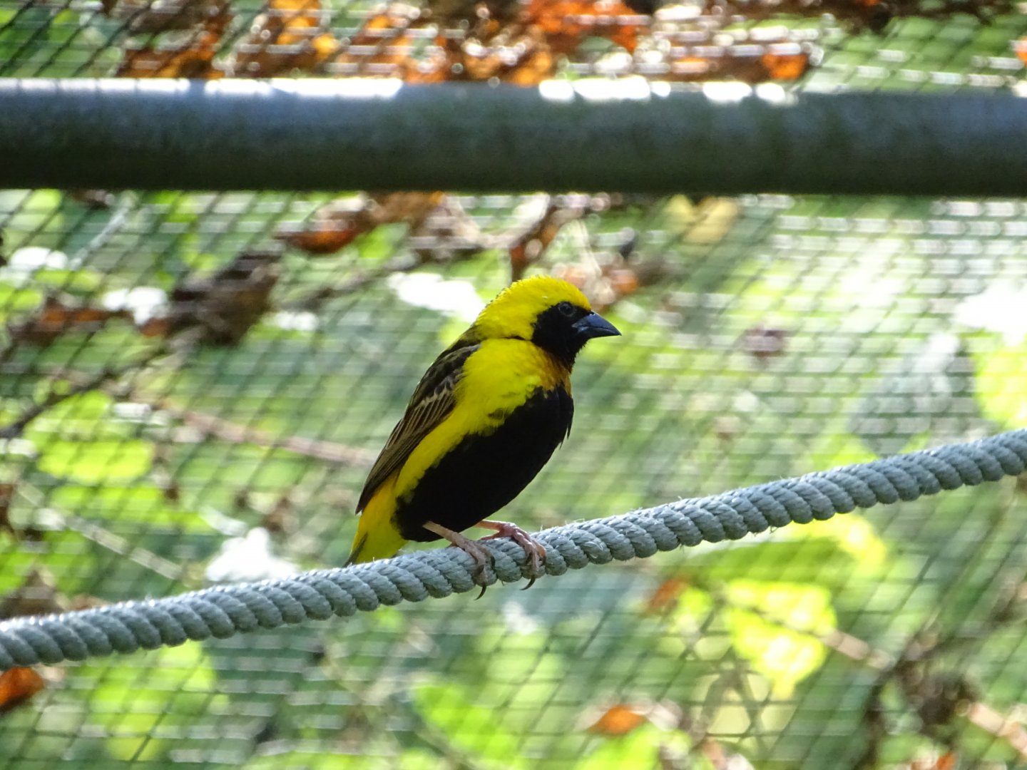 Yellow-crowned bishop (Euplectes afer)