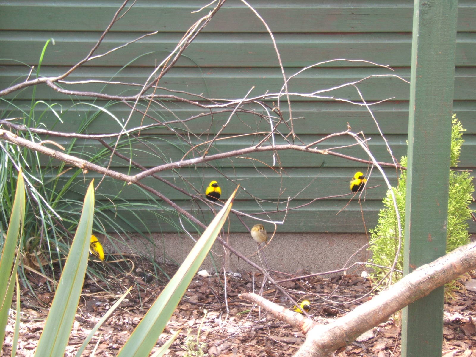 Yellow Crowned Bishop (Euplectus afer)