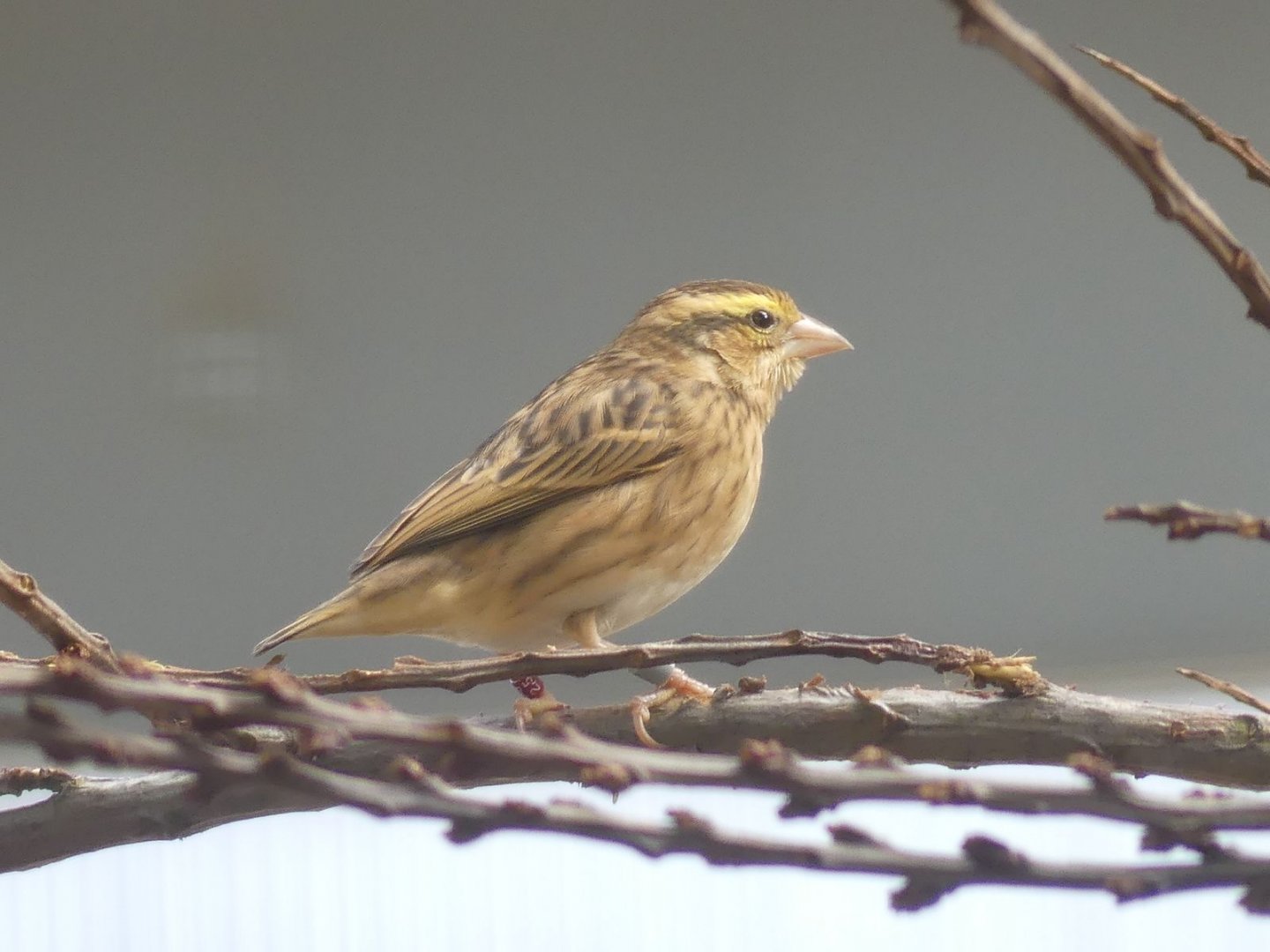 Yellow Crowned Bishop (female) - Heart of Africa - 02.04.25