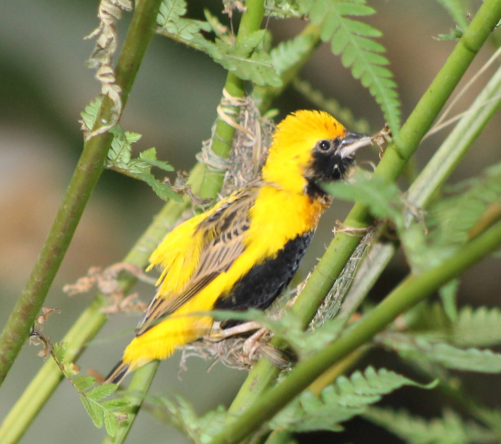 Yellow-crowned bishop male