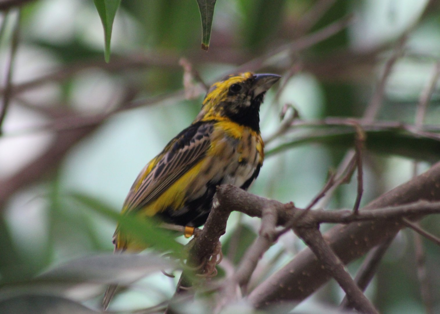 Yellow-crowned bishop - male