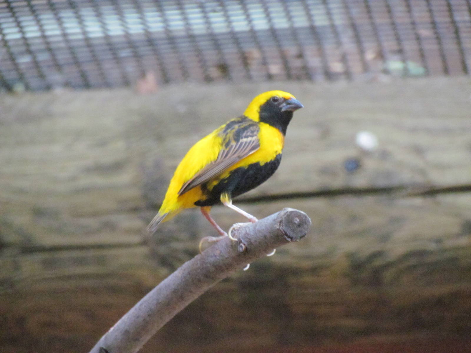 Yellow-Crowned Bishop Weaver