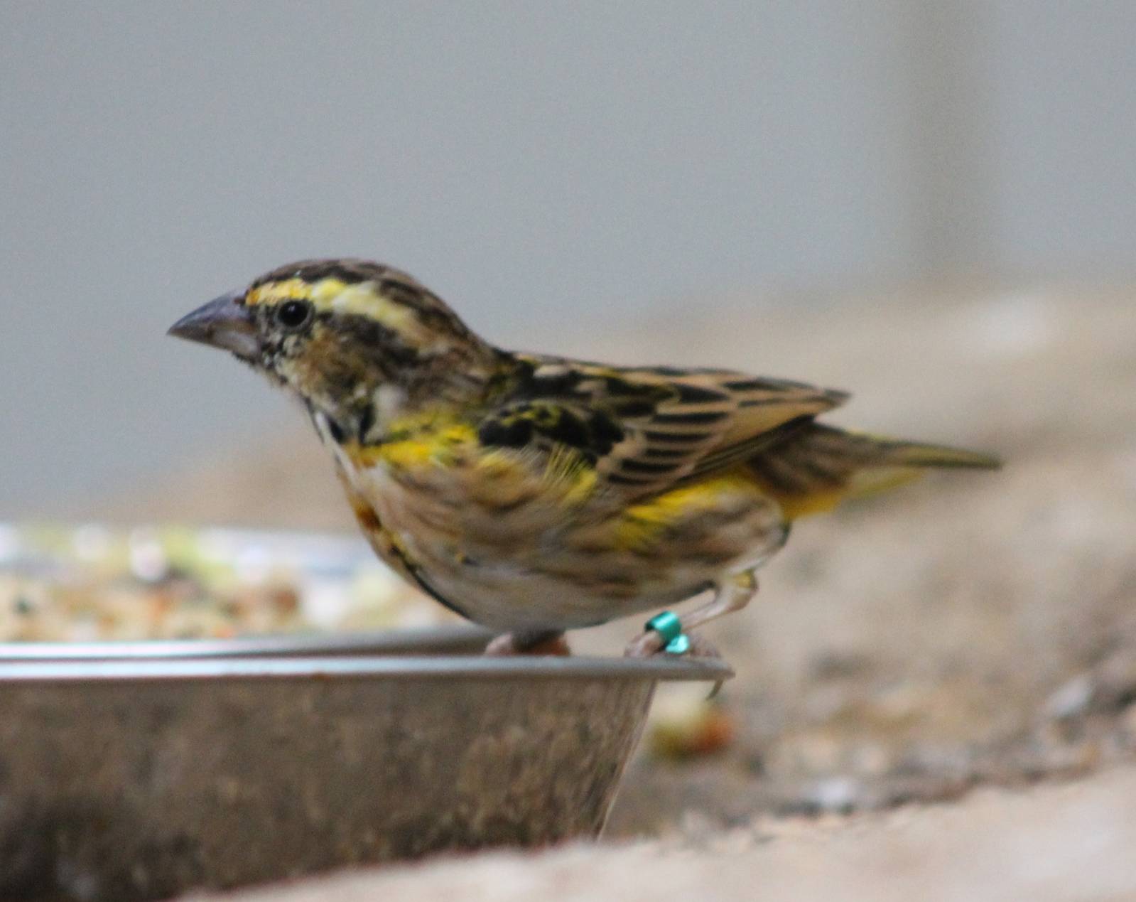 Yellow-crowned bishop