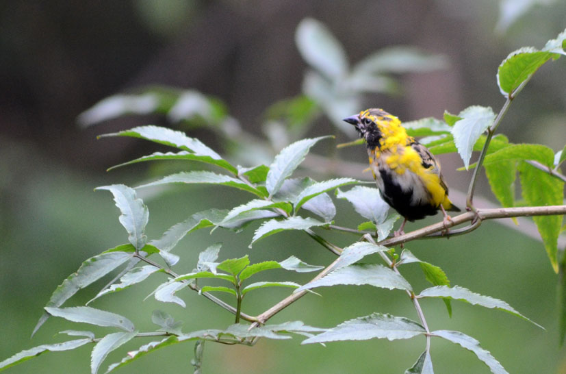 YELLOW-CROWNED BISHOP