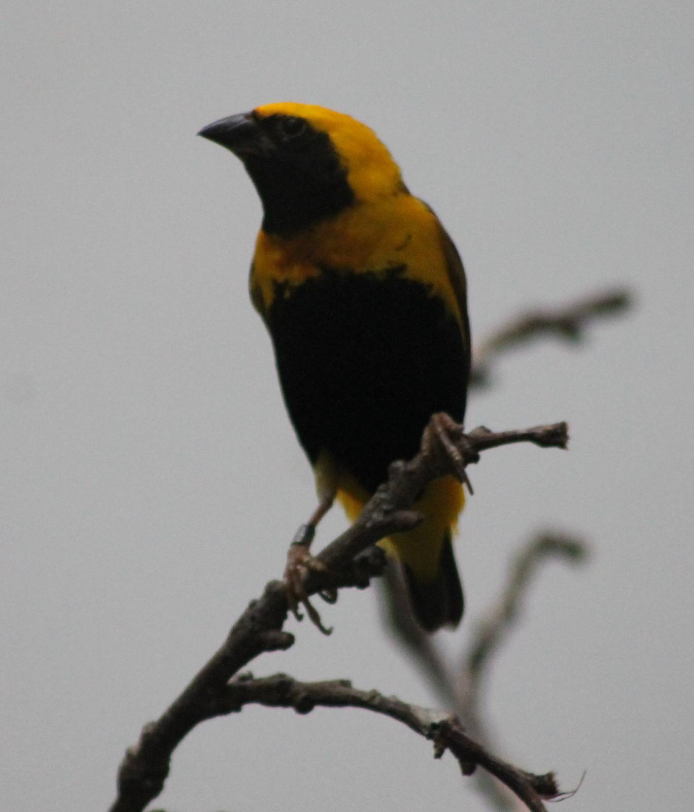 Yellow-crowned bishop