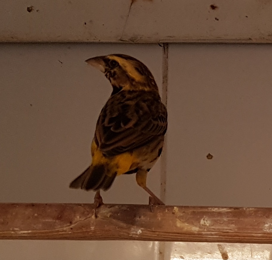 Yellow-crowned bishop