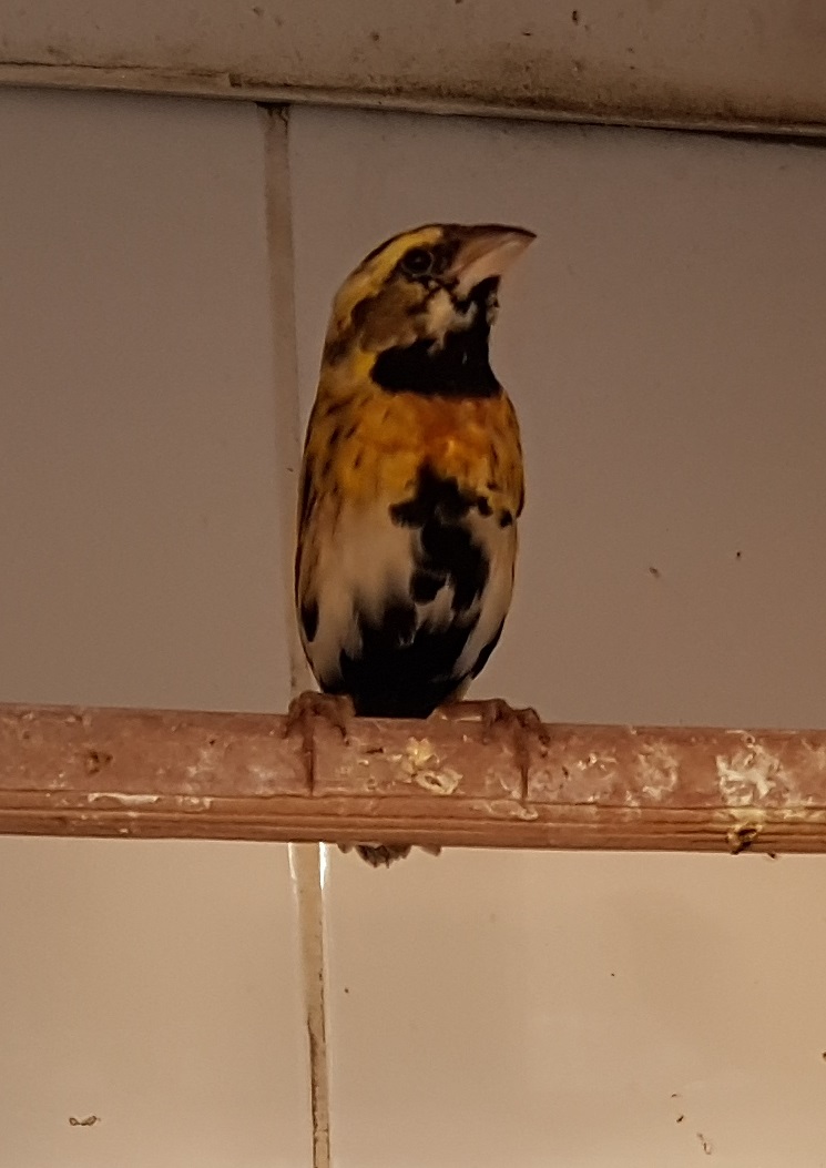 Yellow-crowned bishop