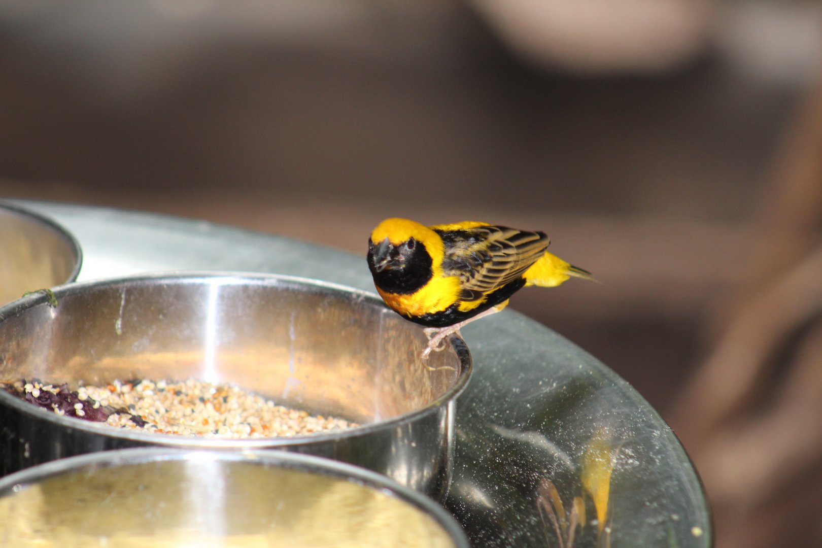 Yellow-Crowned Bishop