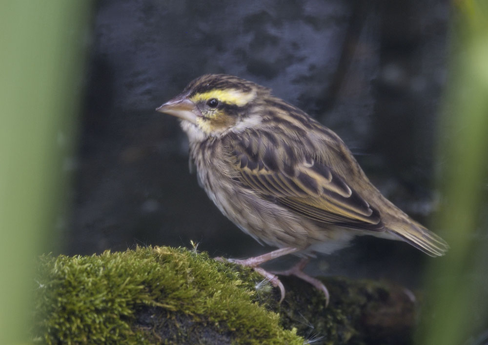 Yellow-crowned bishop