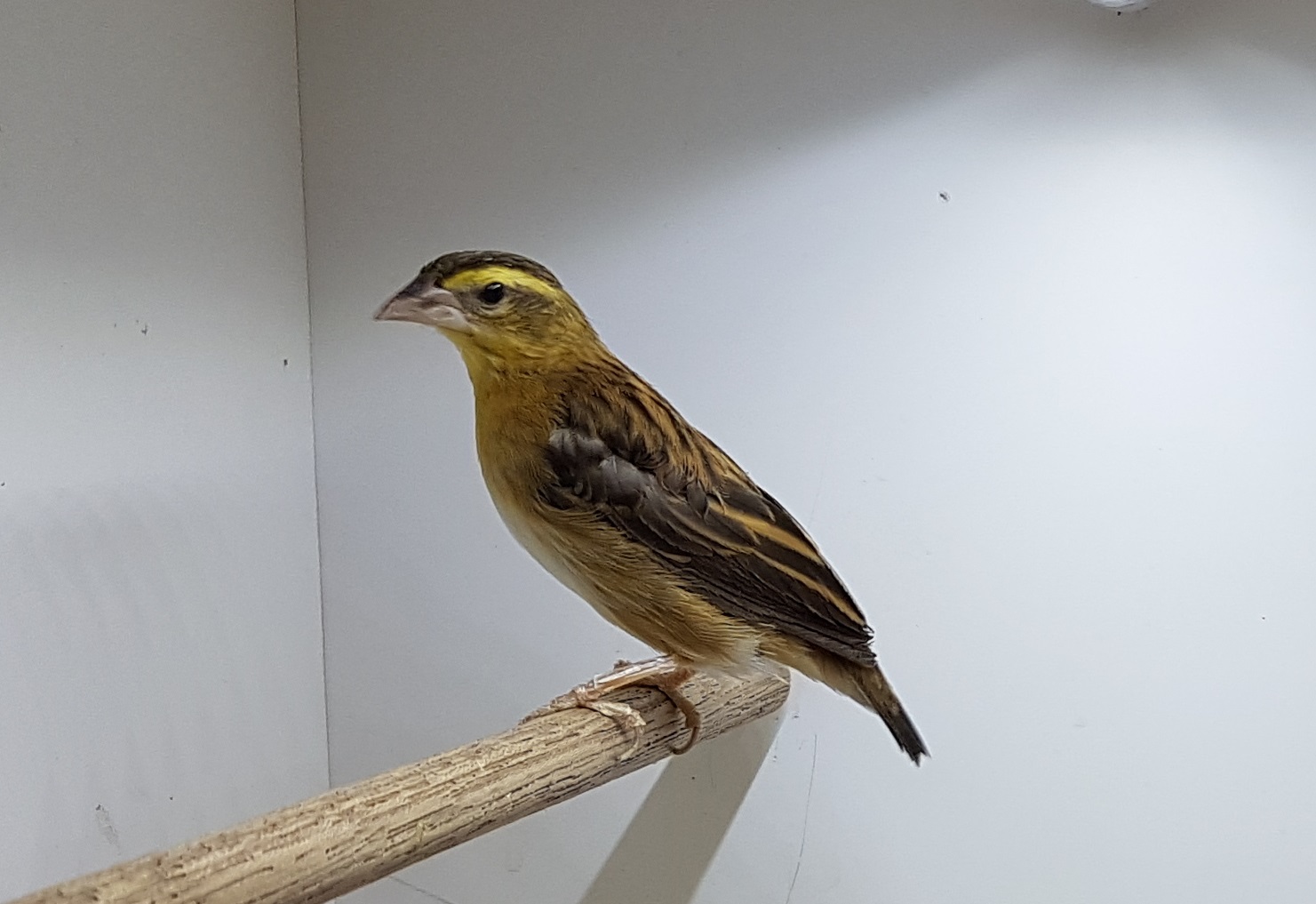 Yellow-crowned bishop
