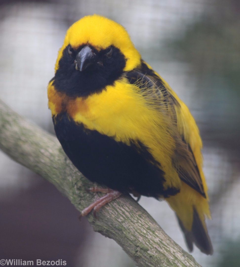 Yellow-crowned Bishop