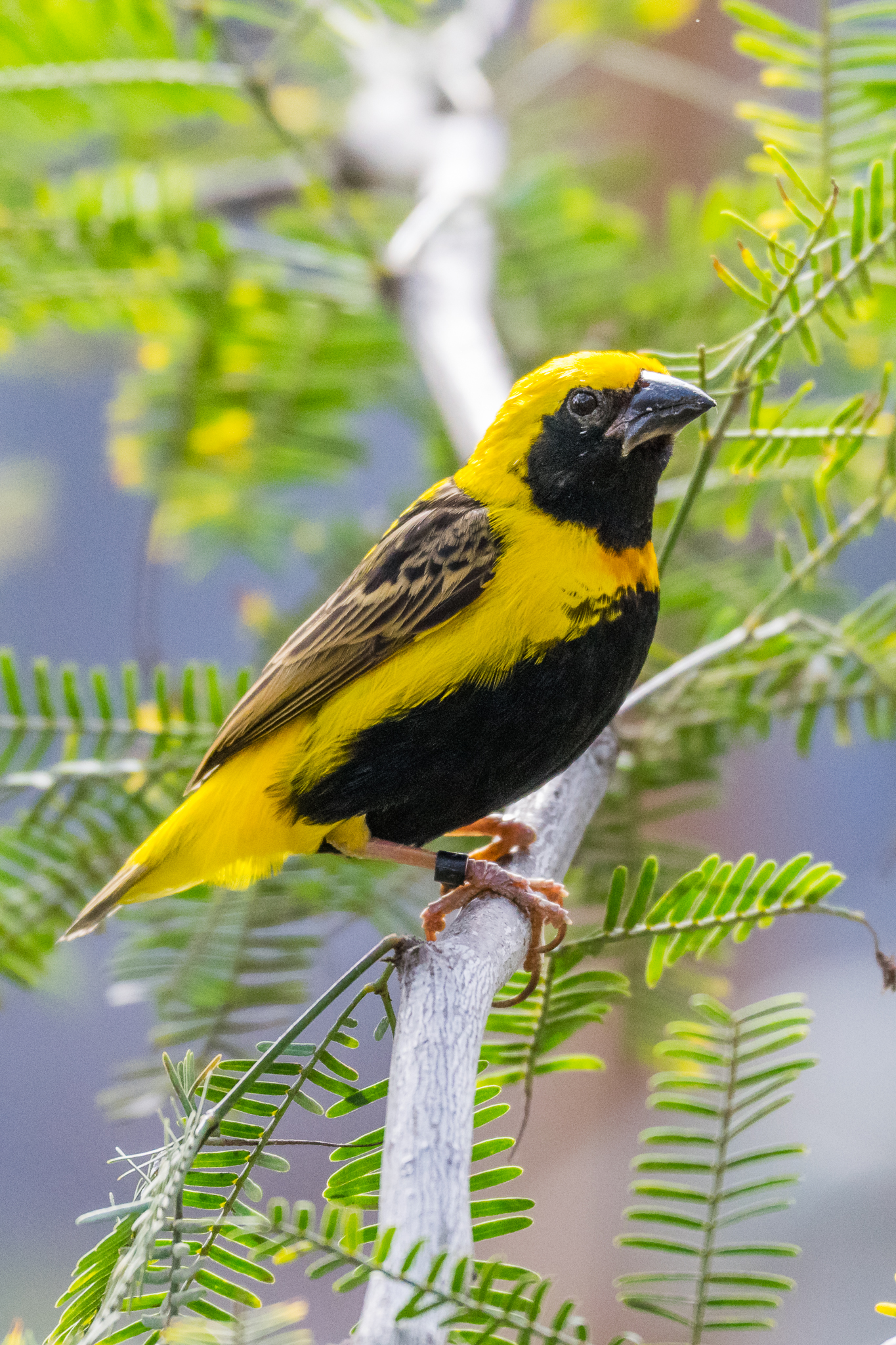 Yellow-crowned Bishop