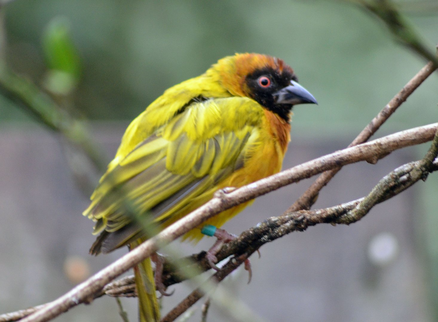 Yellow-crowned Bishop