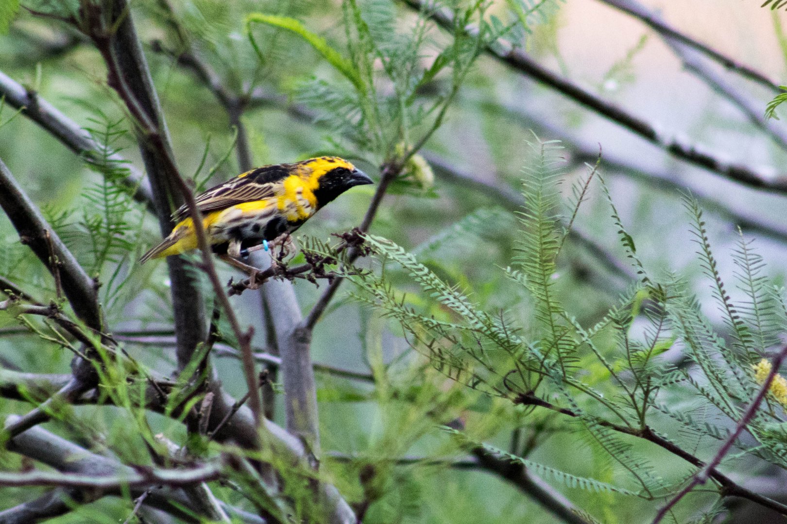 Yellow-crowned bishop