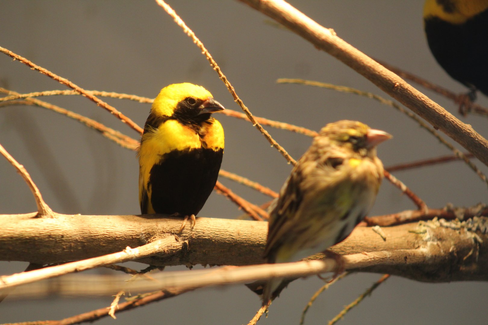 Yellow-Crowned Bishop