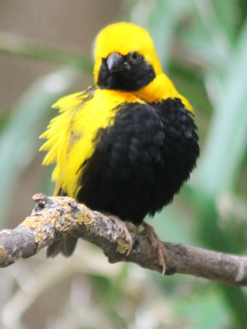 Yellow-crowned bishop