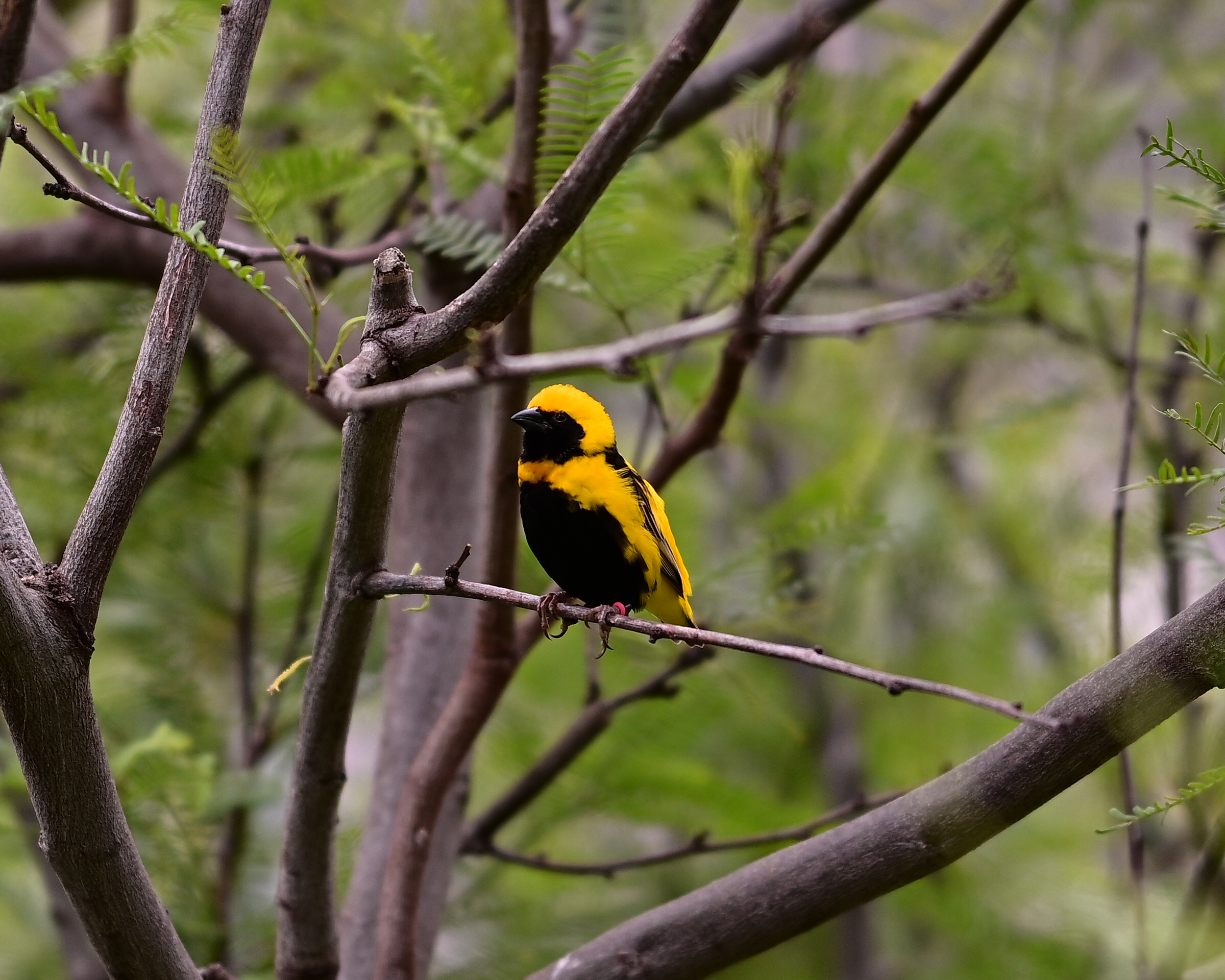 Yellow Crowned Bishop
