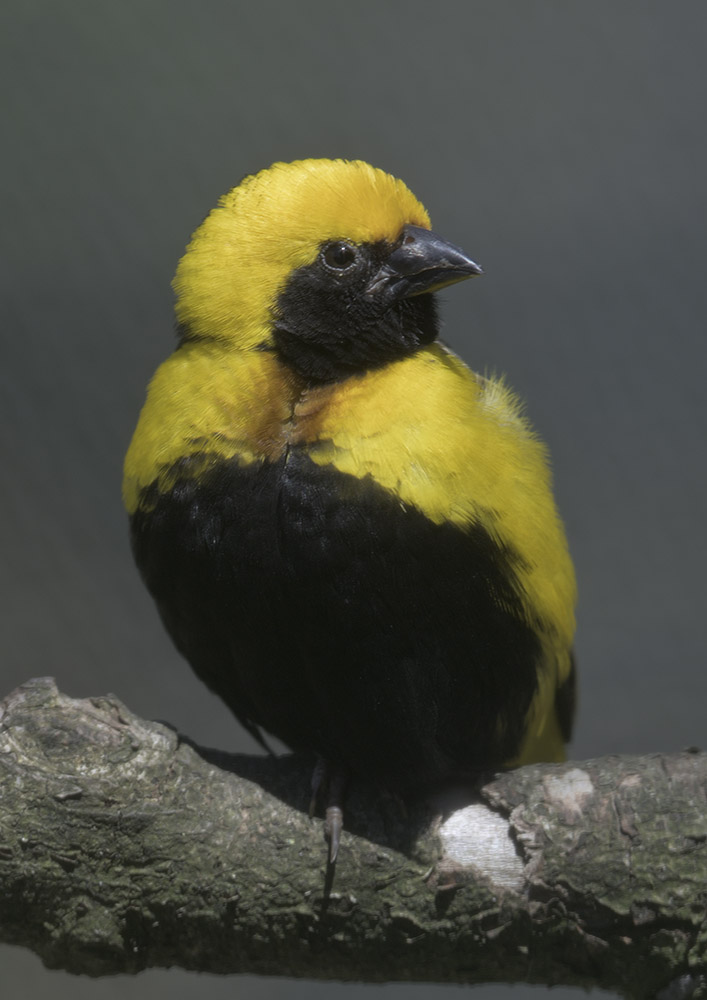 Yellow-crowned bishop