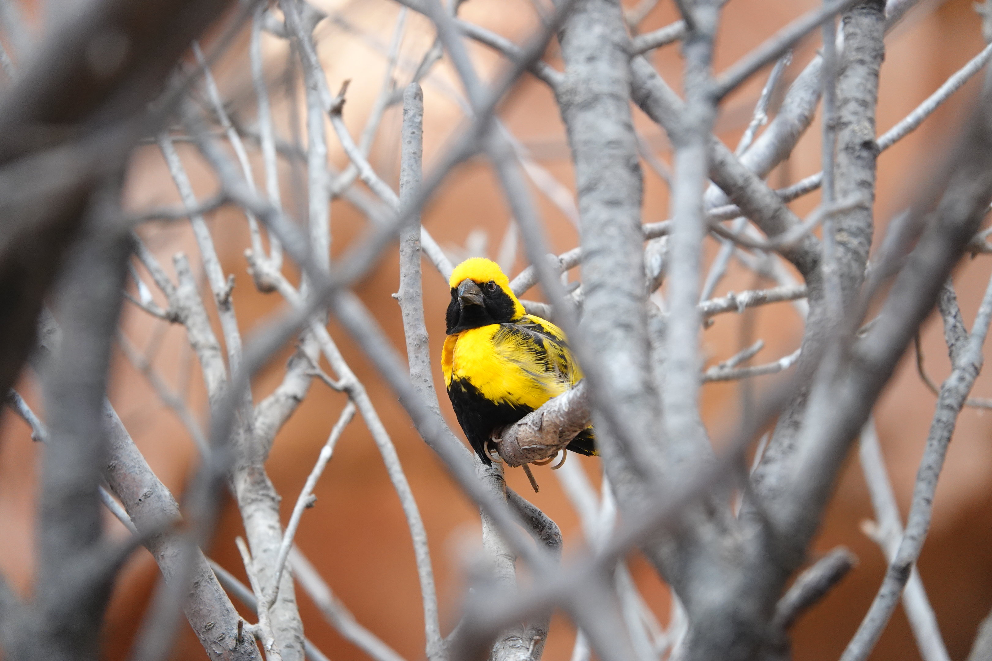 Yellow-crowned bishop