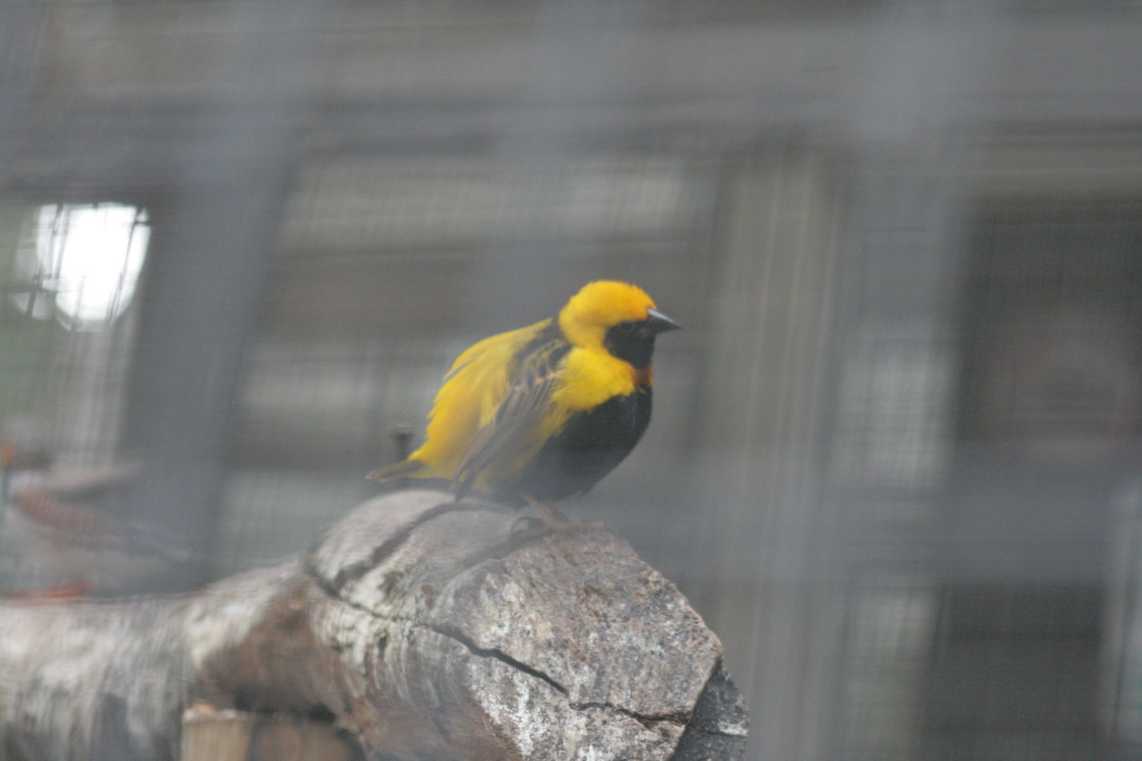 yellow-crowned bishop