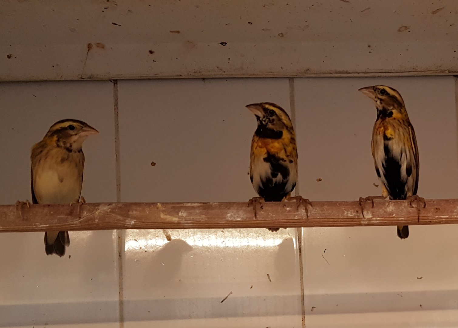 Yellow-crowned bishops