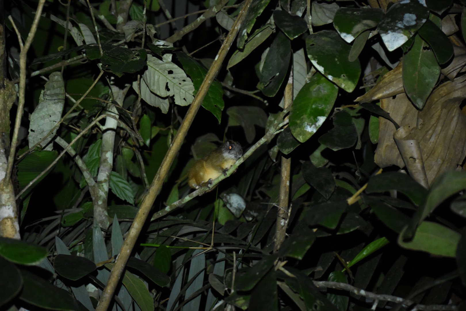Yellow-crowned brush-tailed rat (Isothrix bistriata) (?)
