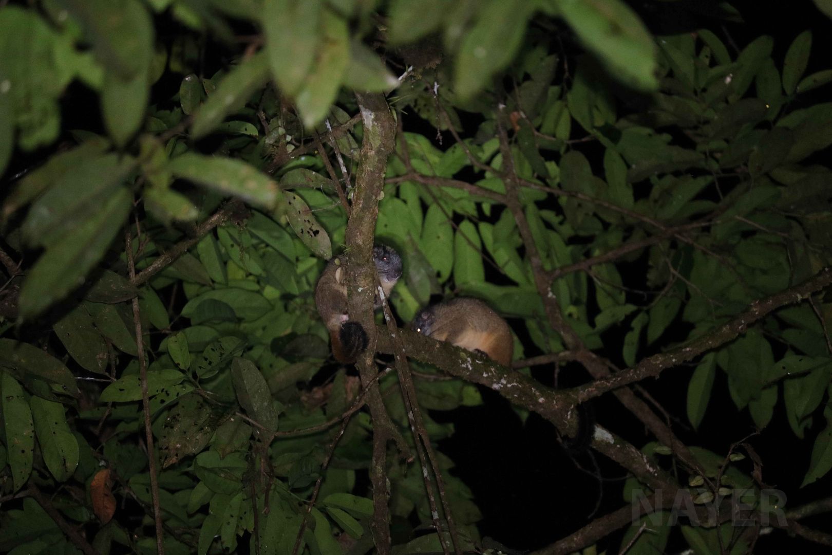 Yellow-crowned brush-tailed rats, Peruvian Amazon, May 2016