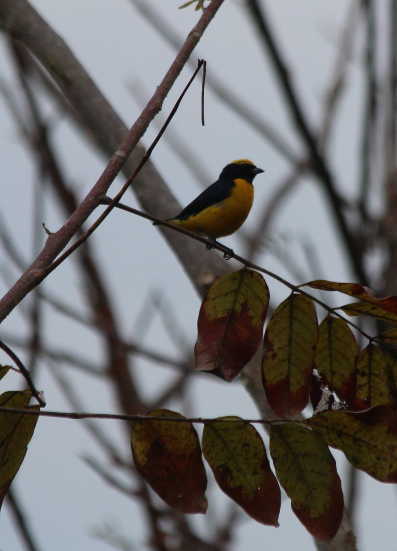 Yellow-crowned Euphonia - Apr 2019