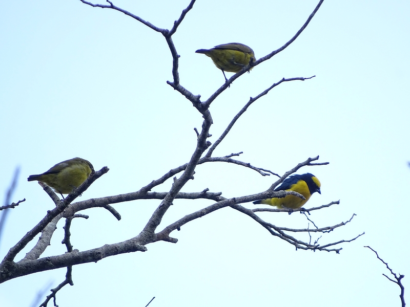 Yellow-crowned euphonias