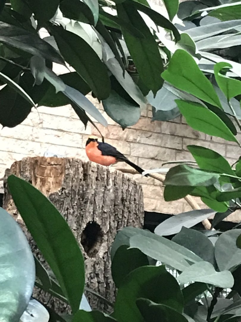 Yellow-crowned golonek 280118