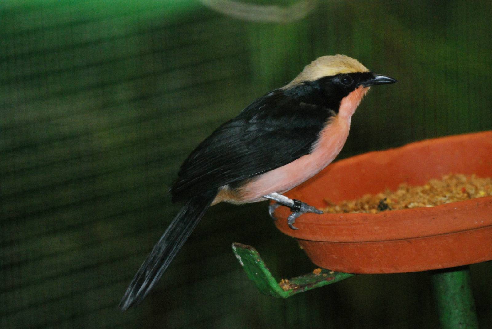 Yellow-crowned Gonolek at Walsrode, 22/03/13